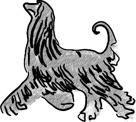 Afghanische Windhunde - Chinchilla Vienna Chinchillas - Afghanischer Windhund