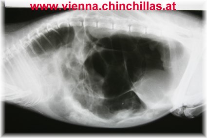 Anatomie 3 Roentgen Aufgasung Chinchilla Vienna