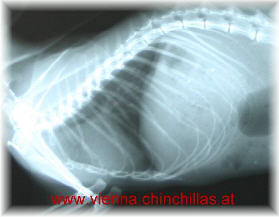Anatomie Roentgen Organe Chinchilla Vienna
