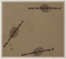 Kokzidien Mikroskop Chinchilla Vienna