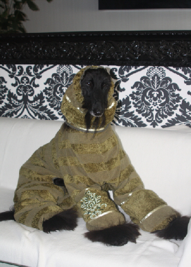Cornelius - Afghanischer Windhund im Maria Schicke Bademantel - Afghanischer Windhund