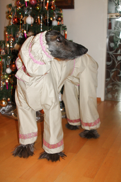Xsara - Afghanischer Windhund im Maria Schicke Regenmantel